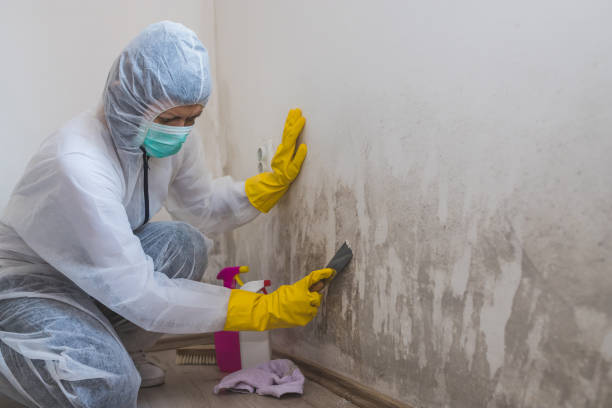 Best Industrial Mold Remediation in Baldwinsville, NY