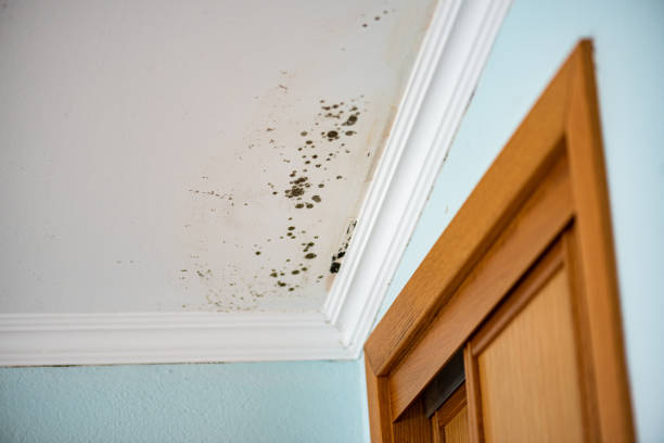 Best Emergency Mold Remediation in Baldwinsville, NY