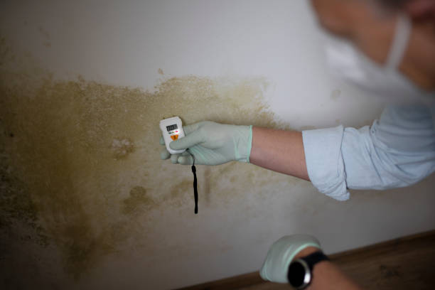 Best Residential Mold Remediation in Baldwinsville, NY