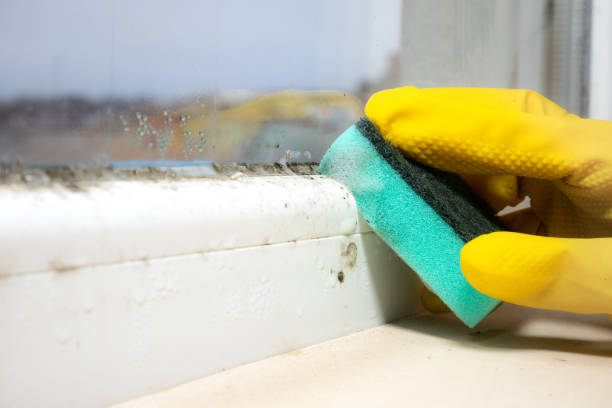Best Industrial Mold Remediation in Baldwinsville, NY