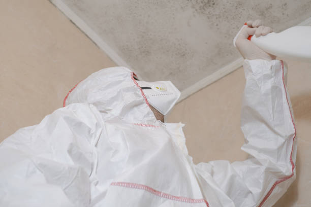 Best Insurance-Related Mold Remediation in Baldwinsville, NY