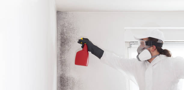 Best Basement Mold Remediation in Baldwinsville, NY