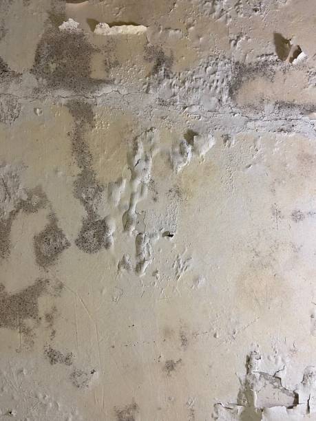Best Kitchen Mold Remediation in Baldwinsville, NY